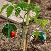Tripumer 2 Roll Garden Tree Strap Stretchy Plant Support Tie Garden Twine Plant Tie Garden String for Plant Support Grow Green