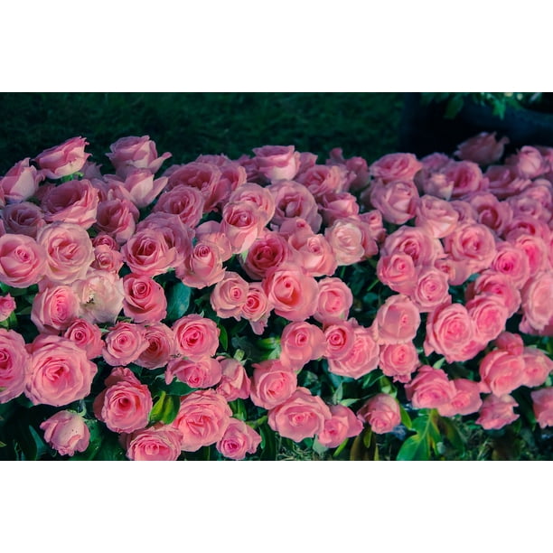 Flowers Beautiful Flowers Roses Pink Nice Flowers Inch By 30 Inch Laminated Poster With Bright Colors And Vivid Imagery Fits Perfectly In Many Attractive Frames Walmart Com Walmart Com