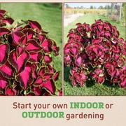 Harris Seeds Coleus Chocolate Covered Cherry, Ornamental Foliage Plant, 25 Count