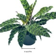 thumbnail image 2 of Rattlesnake Calathea Lancifolia, 6 inch Pot,, 2 of 9
