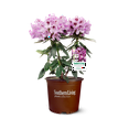 thumbnail image 2 of Southern Living Southgate Radiance Rhododendron Live Shrub in 2.5-Quart Grower Pot, 2 of 10