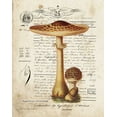 thumbnail image 2 of Babbitt, Gwendolyn 26x32 White Modern Wood Framed Museum Art Print Titled - Mushroom I, 2 of 4