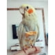 thumbnail image 4 of Pañal para loros con pajarita, lindo traje de vuelo para pájaros, color floral, frutas y colores, para cacatúas, palomas, mascotas pequeñas, medianas y grandes, lavable, 4 of 5