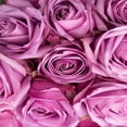 thumbnail image 3 of KaBloom :100 Purple Roses, Next-Day Delivery, Gift for Every Occasion., 3 of 4