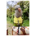 thumbnail image 3 of JTAOT Flight Harness Vest, Parrot Suit with Leash for Parakeets Cockatiels Conures Budgies, Flying Clothes Rope and Handle Outdoor Activities Training, Anti Bite (S, Yellow), 3 of 7