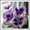 Hosta-C, variant on Perennial Butterfly Flower Hostas— Low-Maintenance-Spotted Hostas — An Ideal Choice(Non-Artificial)— Perennial Garden Favorites-10 color options
