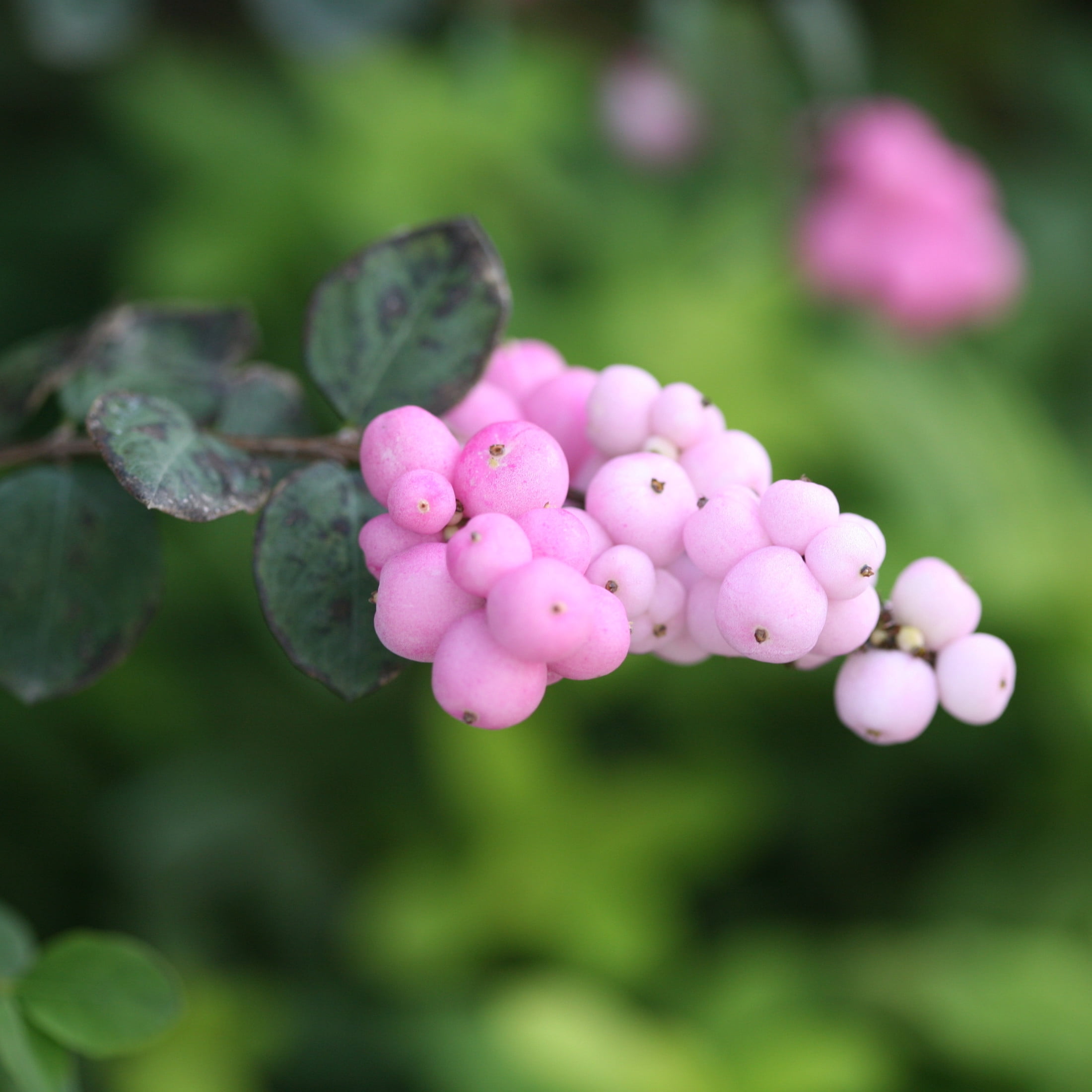 Proven Winners ColorChoice 5" Proud Berry Pink Coralberry Live Plant in 4.5" Pot (4 Count)