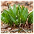 thumbnail image 3 of Everwilde Farms - 1 oz Wild Leek Native Wildflower Seeds - Gold Vault Bulk Seed Packet, 3 of 3