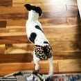 thumbnail image 2 of Barkertime Cheetah Washable Dog Diaper - Made in USA, 2 of 9