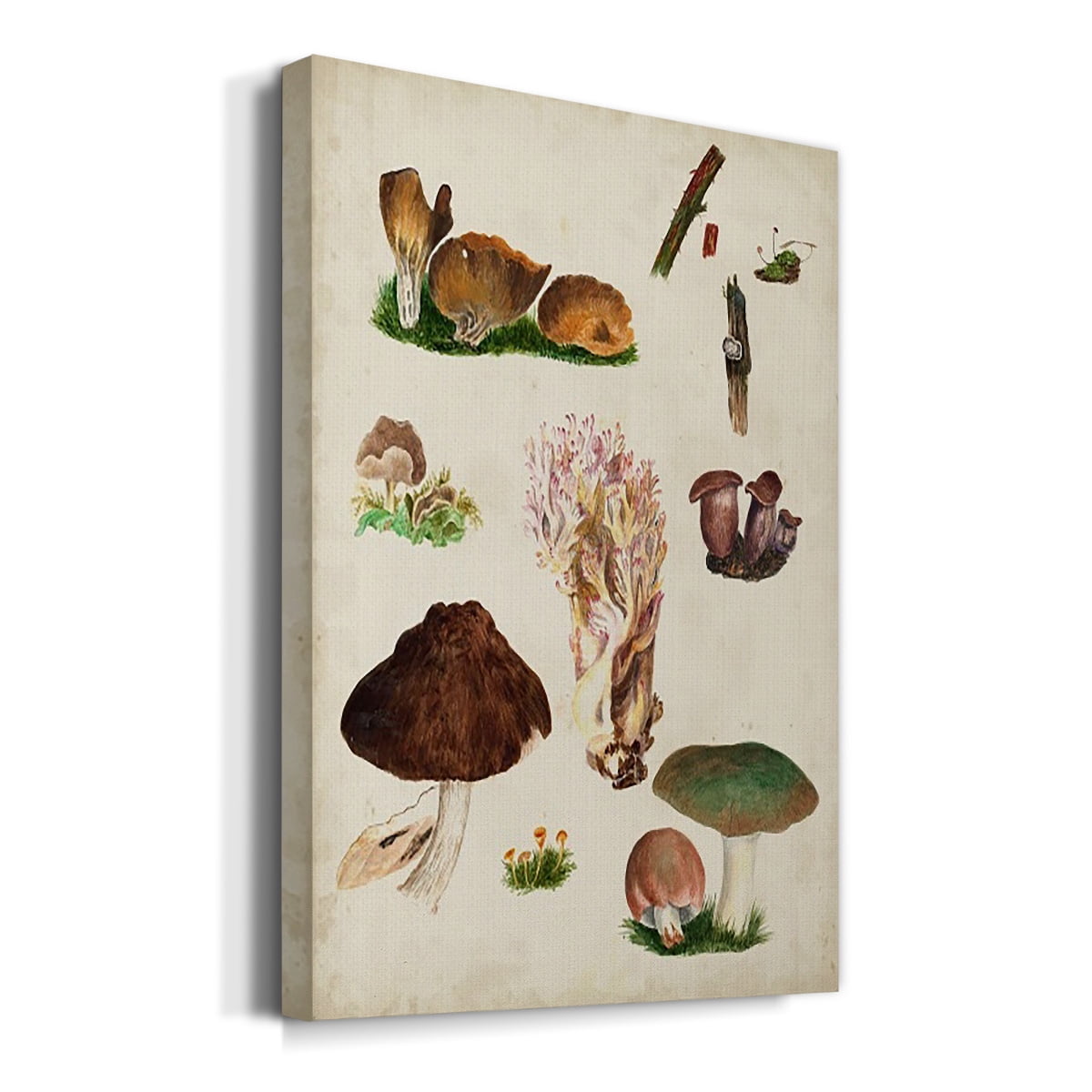 Mushroom Species IX Premium Gallery Wrapped Canvas - Ready to Hang