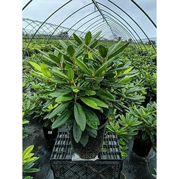 Purple Passion Rhododendron