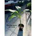 Musa Basjoo Banana Banana Tree 2 Ft. Tall Cold Hardy Variety to