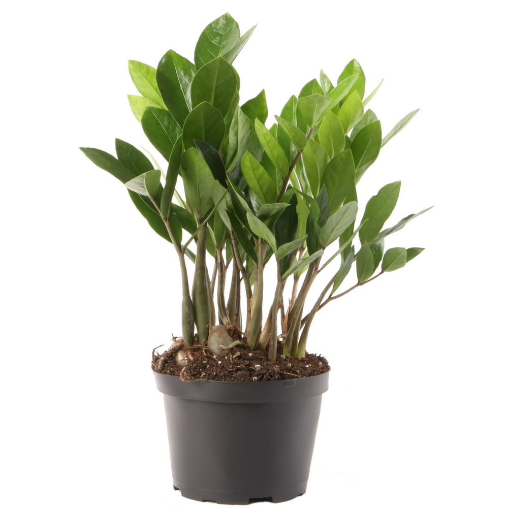 Costa Farms Live Indoor 12in. Tall Green ZZ Plant; Medium, Indirect