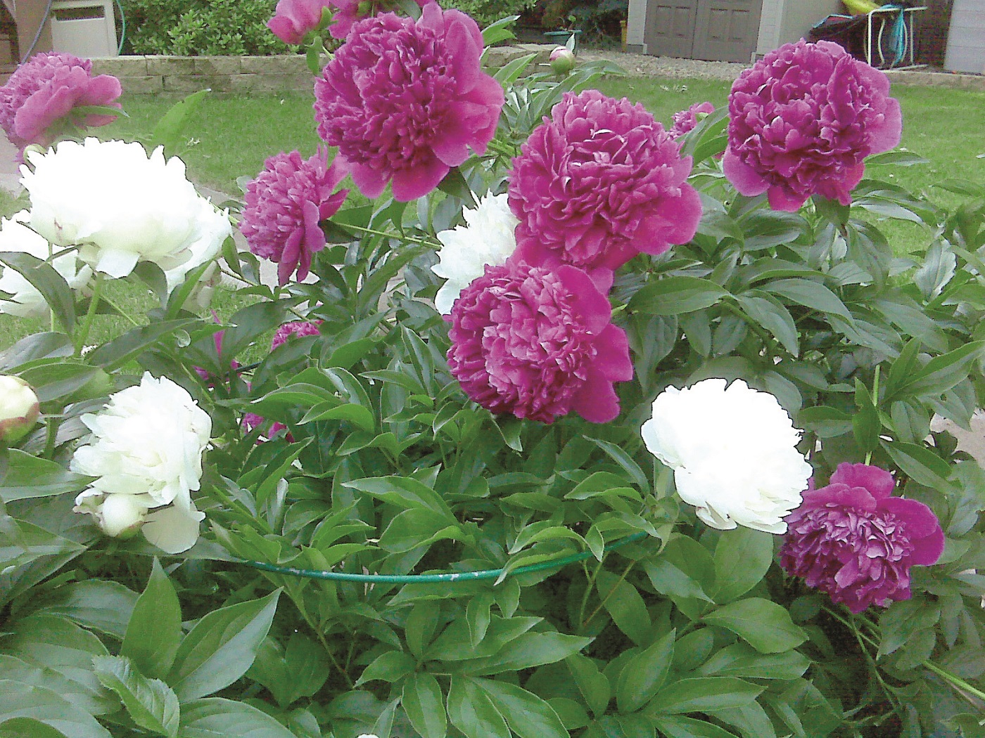 Glamos Wire 30 inch Evergreen Heavy Duty Peony Support 5 Pack