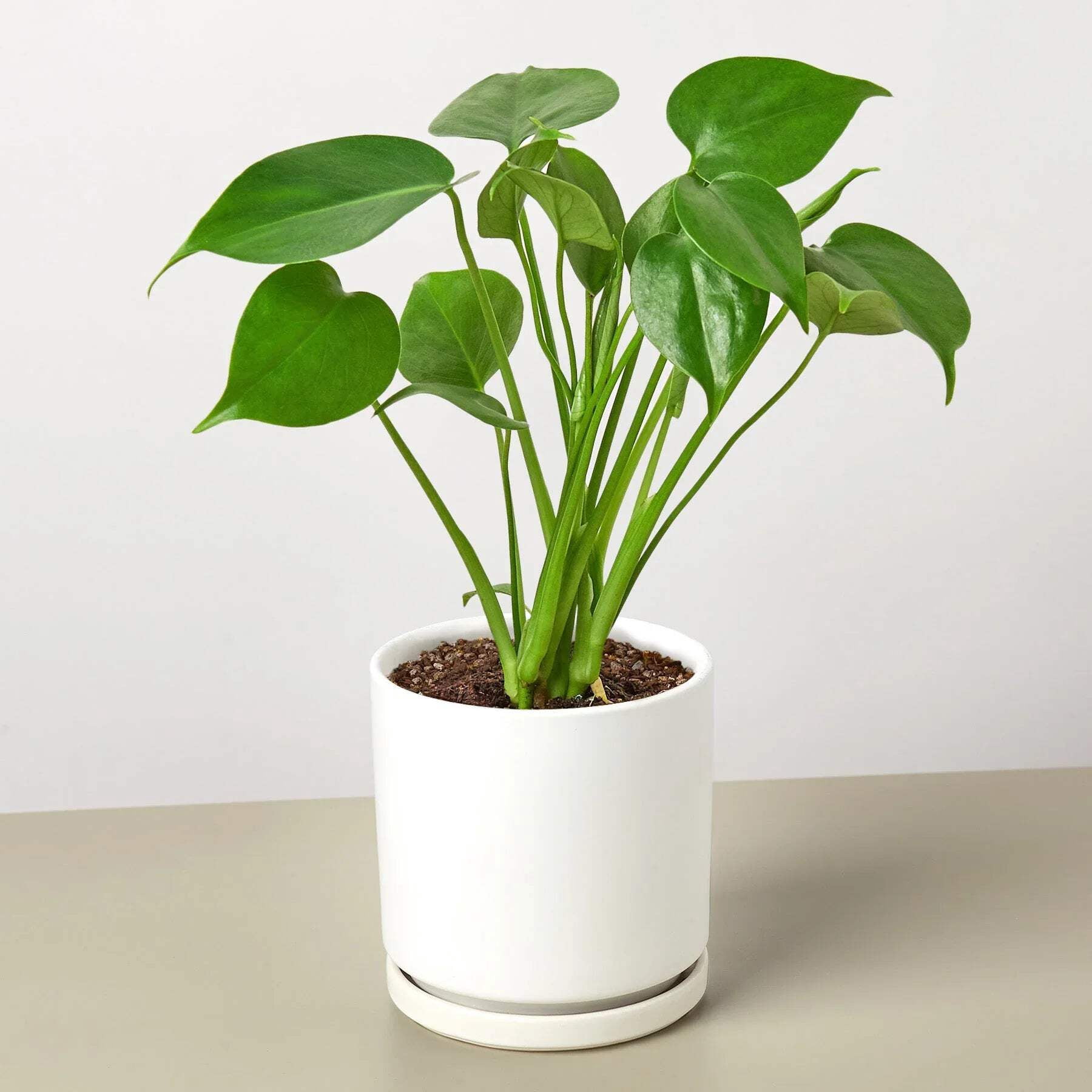 Monstera 'Split-Leaf', 6" Pot, Indoor Houseplant, Easy Care, Live Plant for Indoor & Outdoor
