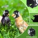 thumbnail image 3 of 2 piezas casco de pollo casco de seguridad para mascotas divertido loro casco pollo pájaro sombrero ropa para la cabeza, 3 of 5