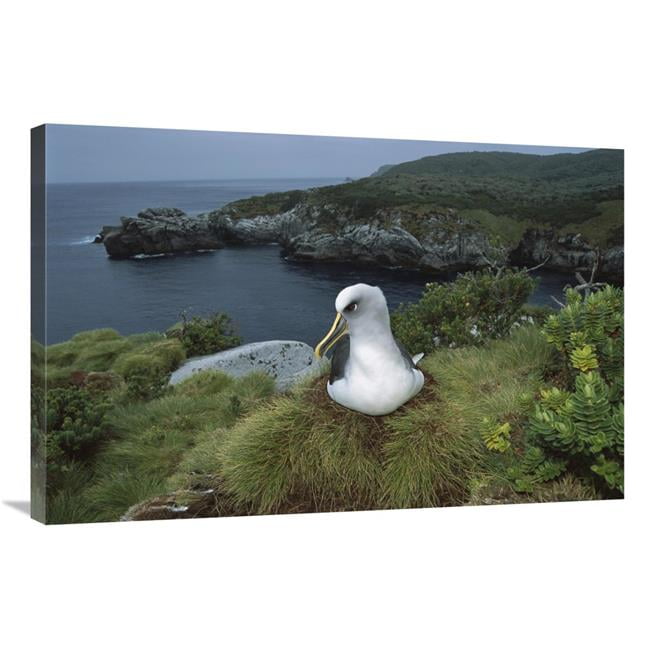24 x 36 Bullers Albatross nesting among coastal plants Snares Islands New Zealand Poster Print by Tui De Roy 24 x 36 Bullers Albatross nesting among coastal plants Snares Islands New Zealand Poster Print by Tui De Roy