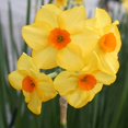 thumbnail image 5 of Martinette Daffodil Flower Bulbs - 5 Bulbs per Pack - Pleasantly Scented - Deer Resistant - Good as Cut Flowers - Grows Well In Containers - Perennializing - Grow Indoors or Outdoors –, 5 of 8