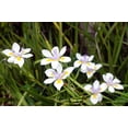 thumbnail image 4 of African Iris White  2 Large Gallon Size Plants  Dietes Iridioides  Low Maintenance Drought Tolerant Grass, 4 of 5
