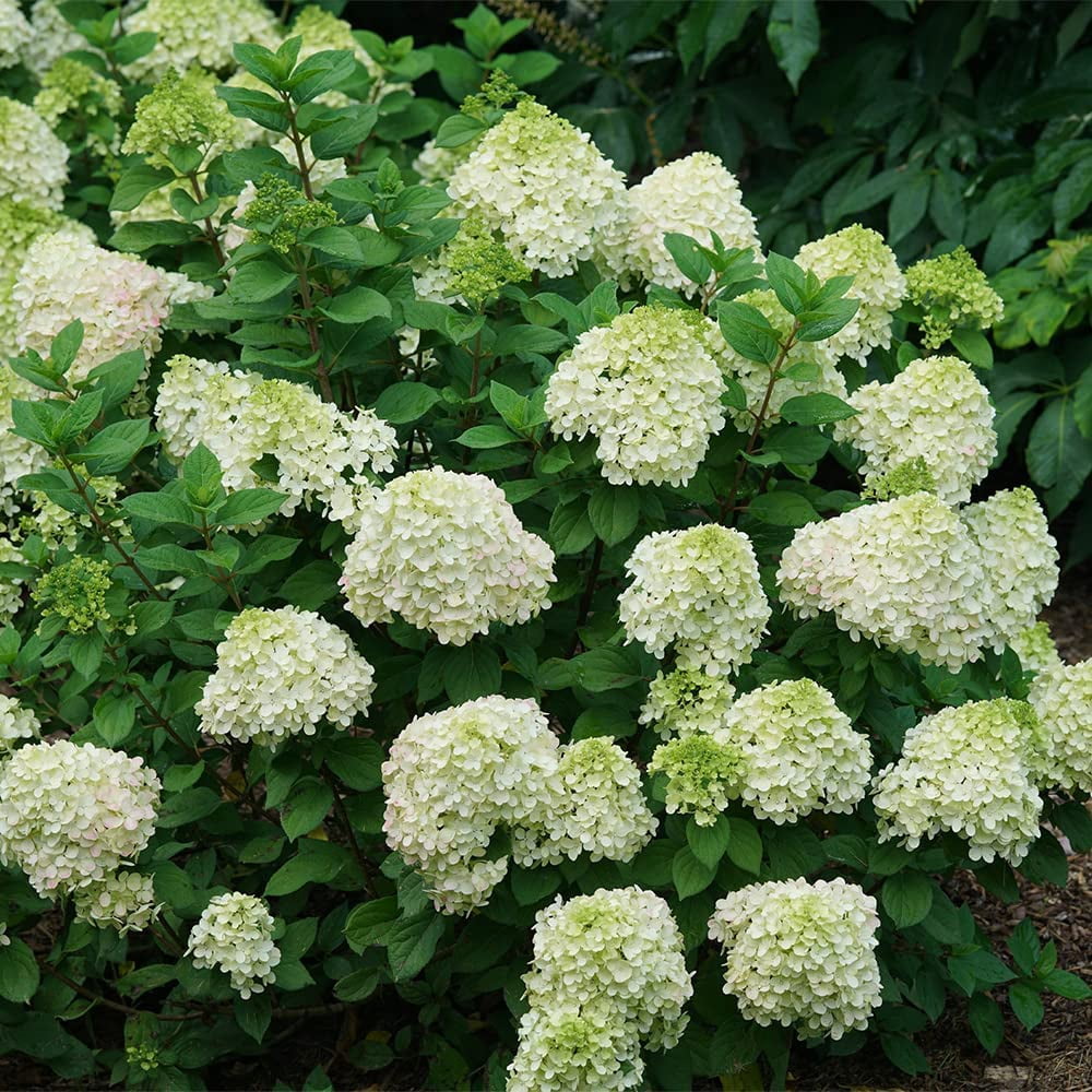 Proven Winners ColorChoice Little Lime Punch Hydrangea Live Shrub (2 Gallon)