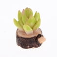 thumbnail image 3 of Paquete Piezas De Pntas Suculentas Artificiales En s De Para 1/12 Artículos De Jardín De De Patio Accesorios, 3 of 8