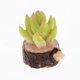 thumbnail image 3 of Paquete Piezas De Plantas Suculentas Artificiales En Macetas De Para 1/12 Artículos De Jardín De De Patio Accesorios, 3 of 8