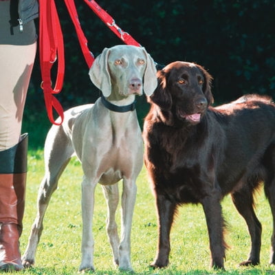 halti dog training lead