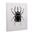 thumbnail image 2 of Stupell Industries Contemporary Beetle Horned Black Green Animal Photograph Canvas Art, 24 x 30, by Design Fabrikken, 2 of 7