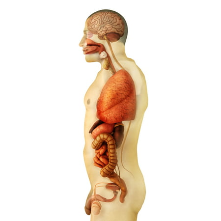 Anatomy of human body showing whole organs side view Poster Print