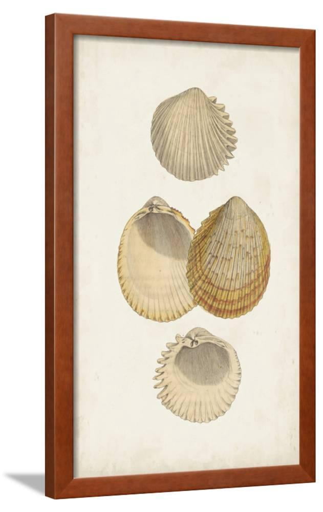 Antiquarian Shell Study II, Animals Framed Art Print Wall Art by Vision ...