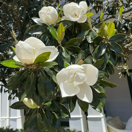 Sweetbay Magnolia Plant Live, Magnolia Tree Tree Live, 4'' Inches Quart Pot, Outdoor Gardening