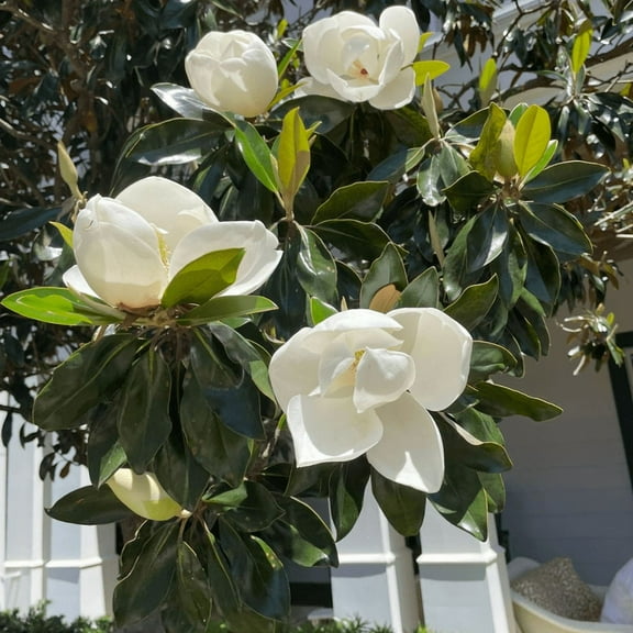 Sweetbay Magnolia Plant Live, Magnolia Tree Tree Live, 4'' Inches Quart Pot, Outdoor Gardening