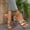 Gold, variant on Womens Flat Slide Sandals Gold Chain Slip-On PU Faux Leather Comfortable Casual Summer Beach Shoes White Size 9