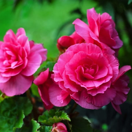 Tuberous Begonia Nonstop Series Plant Seeds (Pelleted): Deep Rose - 100 Seeds - Annual Decorative Flower Plant, (Best Way To Grow Roses From Seeds)