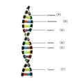 thumbnail image 3 of DNA Models, Biological Science Popularization Teaching Aids Easy To Assemble Professional Safe Double  Structure Models  for Study, 3 of 7
