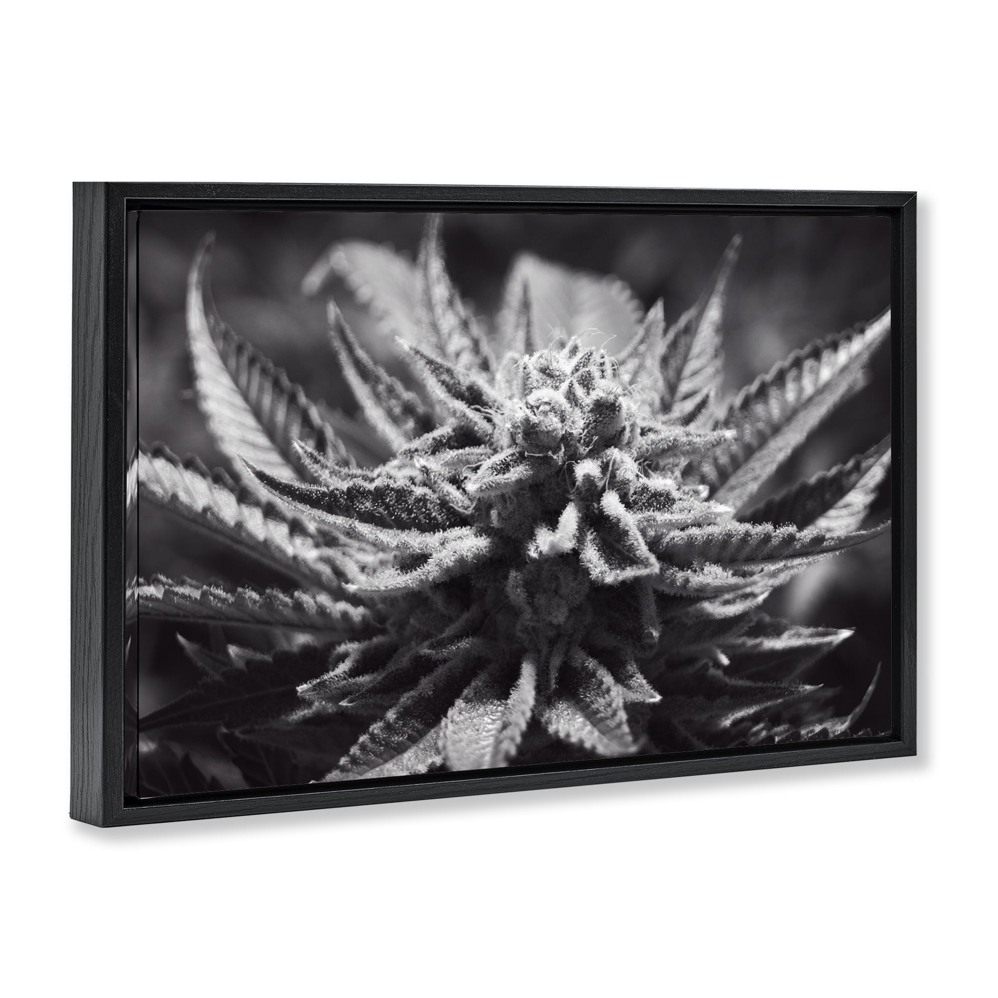 Stupell Industries Monochrome Cannabis Flower Plants & Flowers Painting Black Floater Framed Canvas Art Print Wall Art, 25 x 17
