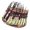 thumbnail image 2 of Simulation Model Anatomical Model Tissue Structure Model with Hair for, 2 of 8