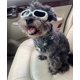 thumbnail image 2 of Gafas para perros Shuxiu Wang a prueba de rayos ultravioleta impermeables blancas, 2 of 5