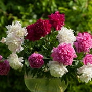 Mixed Colorful Peonies - 4 Roots - Red, Pink, White Peony Flowers-Attracts Butterflies, Bees & Hummingbirds - Sun and Shade Friendly-Spring Garden Perennial