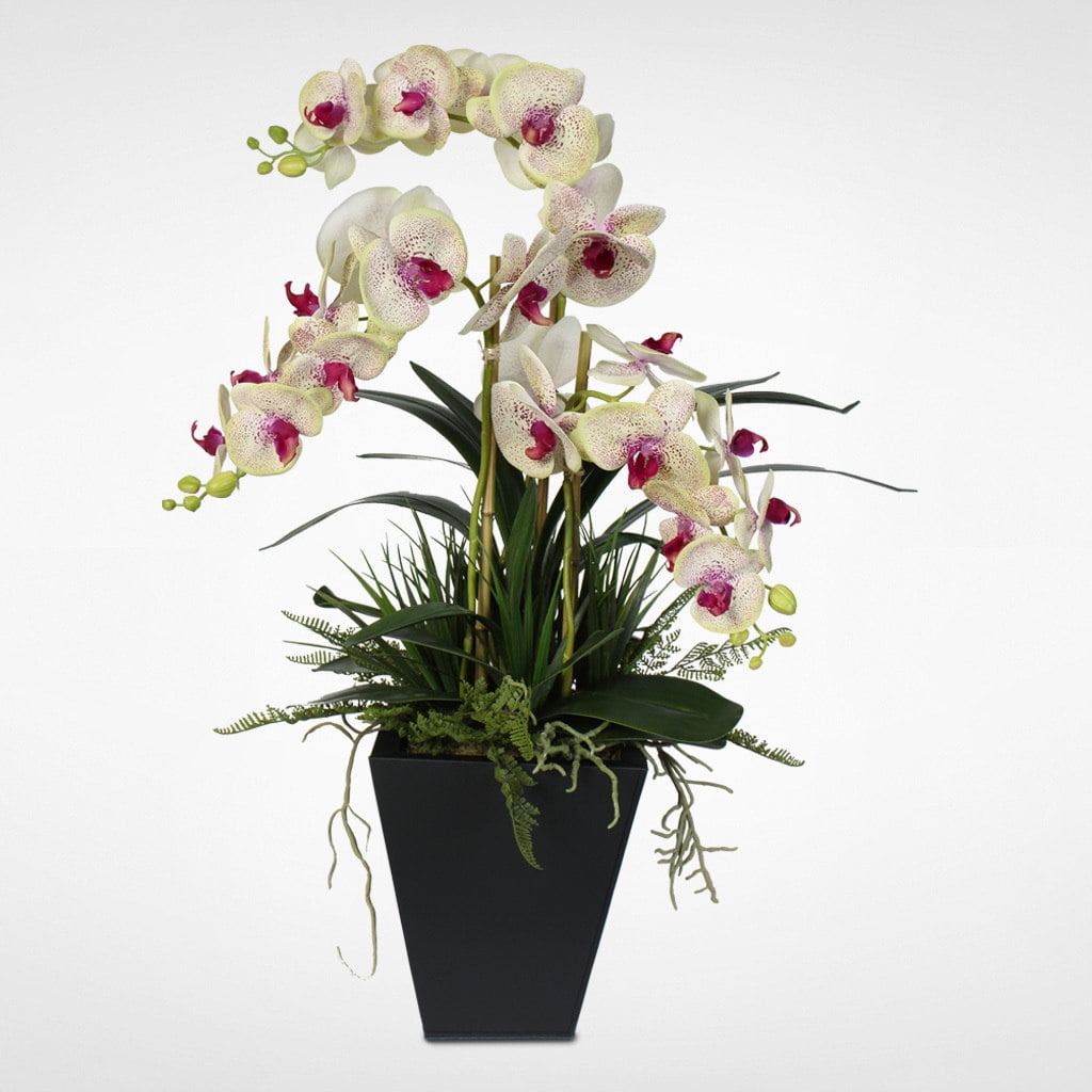 Green with Fuchsia Center Phalaenopsis Orchids in a Metal Planter