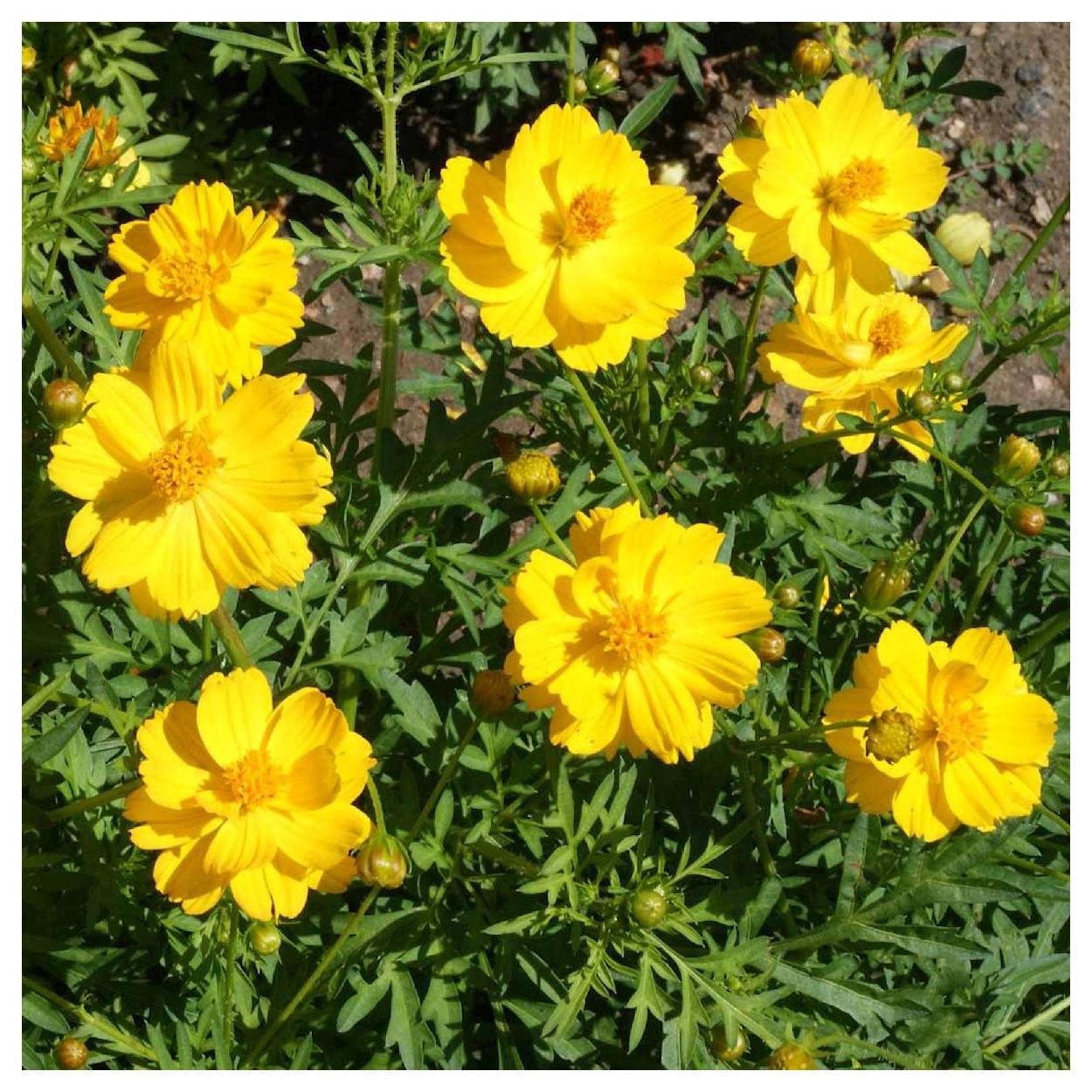 Everwilde Farms - 1 lb Dwarf Gold Sulphur Cosmos Garden Flower Seeds - Gold Vault Bulk Seed Packet