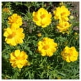 thumbnail image 2 of Everwilde Farms - 1/4 lb Dwarf Gold Sulphur Cosmos Garden Flower Seeds - Gold Vault Bulk Seed Packet, 2 of 3