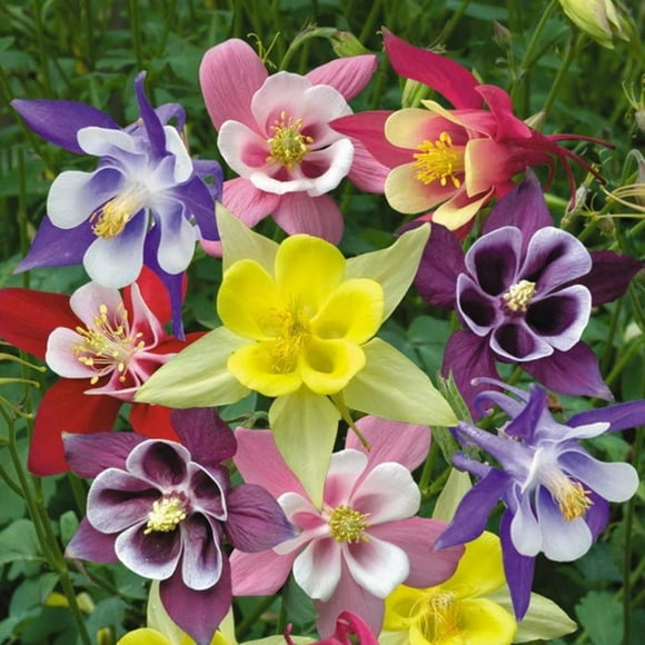 SHIQI-- 150+ Columbine Granny's Bonnet Aquilegia - Flower Mix