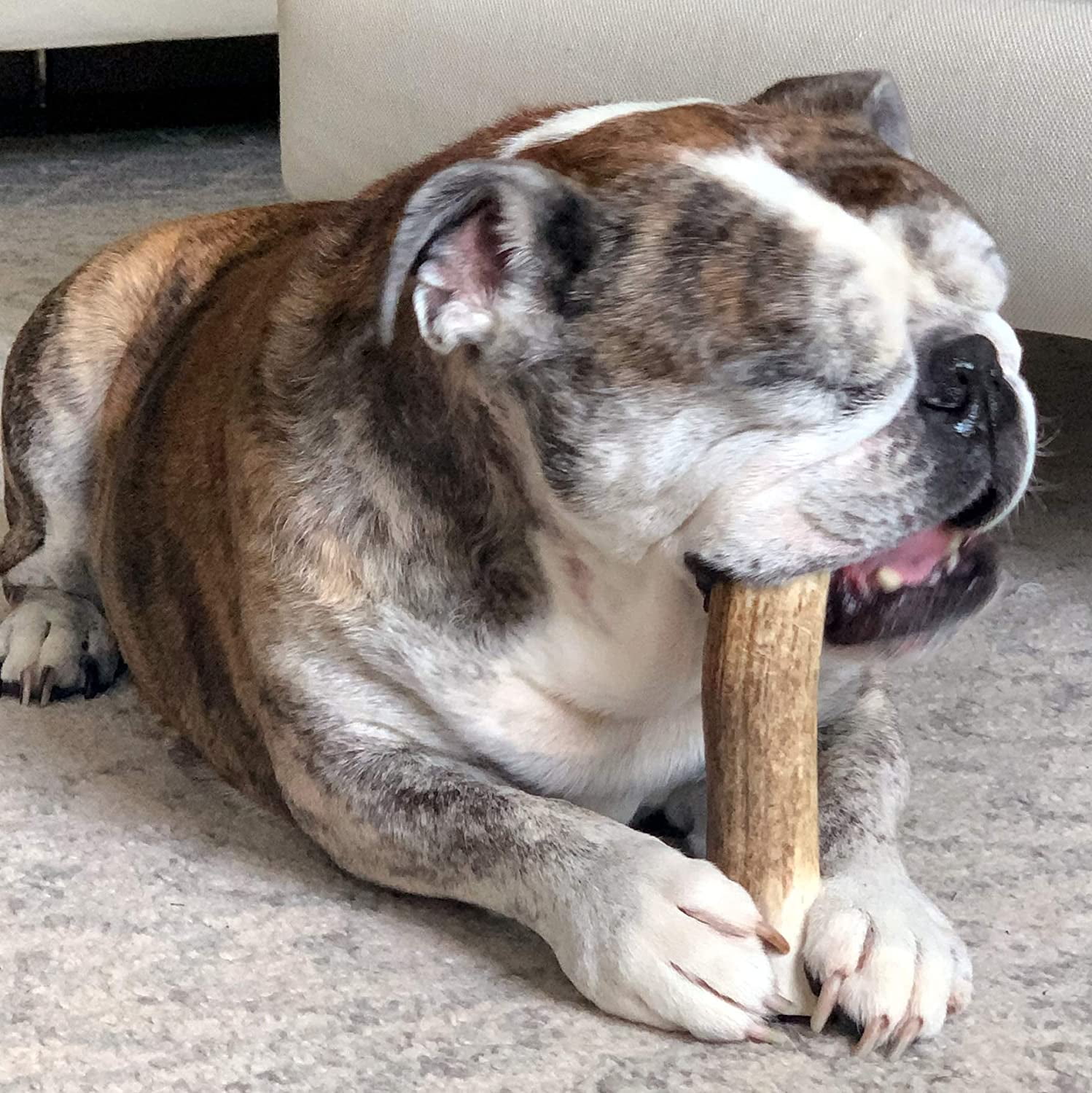 Are Deer Antlers Safe For Dogs To Eat are-deer-antlers-safe-for-dogs-to-eat
