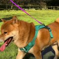 thumbnail image 4 of Correa larga de adiestramiento para perros AUMAILI, impermeable, 5 m, color rosa morado, 4 of 6