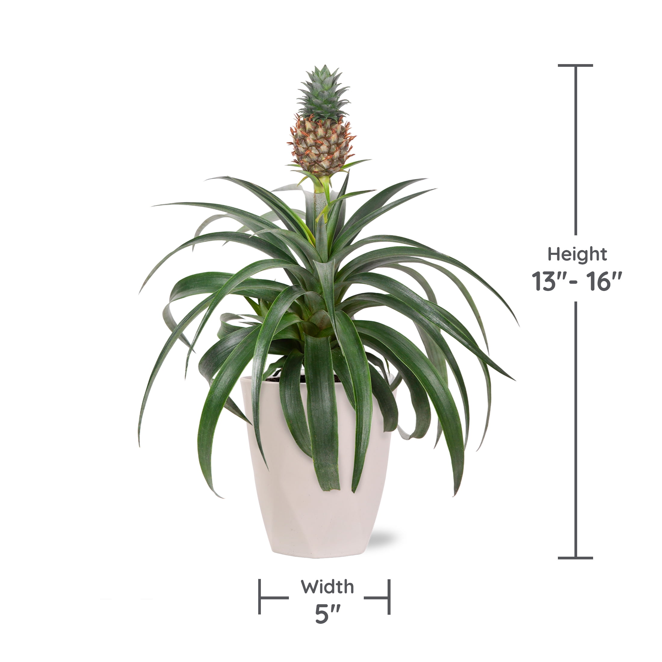 Wild Interiors 14" Tall Pineapple Bromeliad Live Plant in 5" Decorative  Fiber Clay Pot - Walmart.com