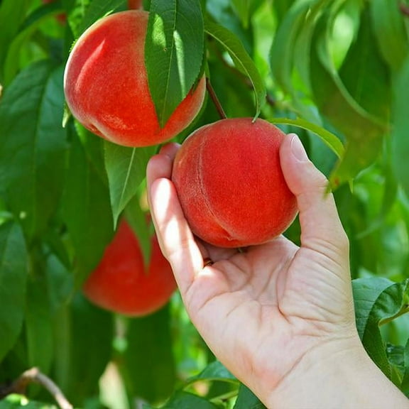 Brighter Blooms - Redskin Peach Tree, 5-6 ft. - No Shipping To AR,AZ,CA,ID,LA,OR,WA