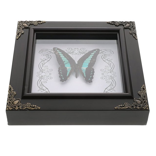 LEEYNEER Real Butterfly Framed Butterfly Specimen Photo Frame Specimen Butterfly Display Holder Butterfly Frame Wooden Picture Frame Butterfly Framed