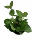thumbnail image 2 of Chelsea Wax Plant - Hoya Carnosa - Great House Plant - 4" Pot, 2 of 2