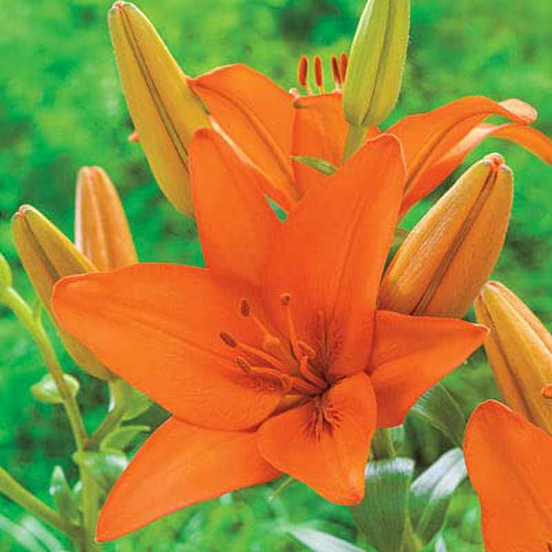 CZ Grain Asiatic Orange Lily Plant Bulbs (20 Count), Garden Container Grow